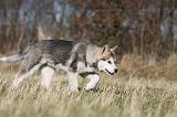 ALASKAN MALAMUTE 875